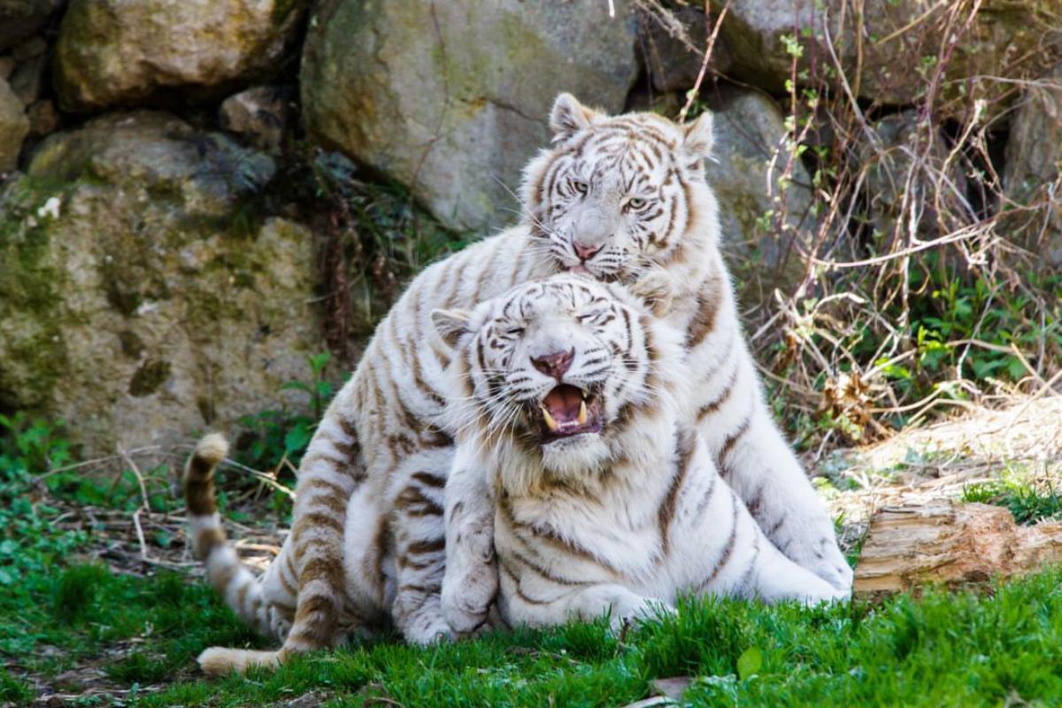 Izu Animal Kingdom